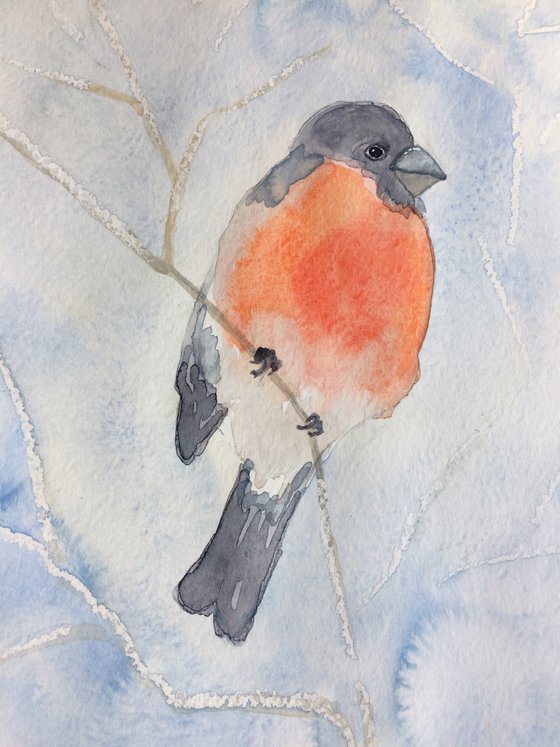 Bullfinches