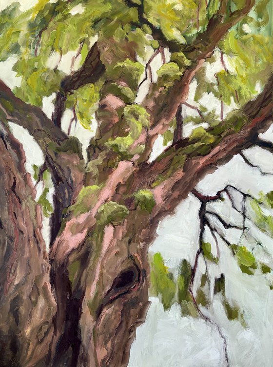 The Mulberry Tree
