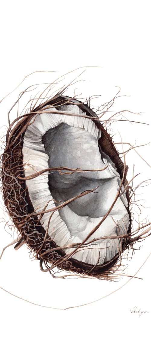 Broken coconut (Cocos nucifera botanical watercolor illustration) by Katya Shiova
