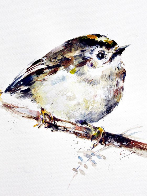 Goldcrest IV watercolour