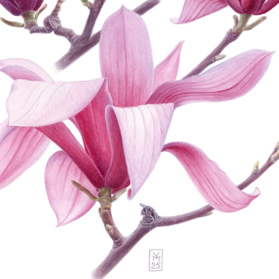 Magnolia. Center