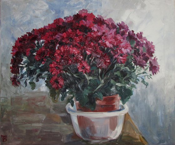 Chrysanthemums