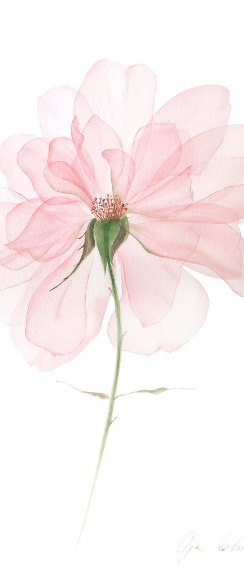 Transparent Tender Rose by Olga Koelsch