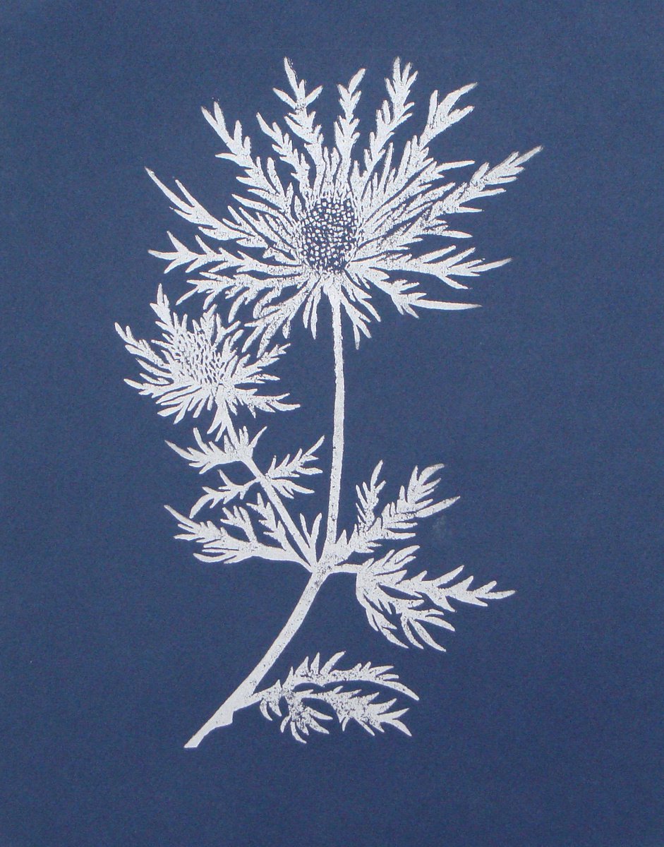 Impressionistic Botanical Linocut By Angela Maher, 10 X 12, Sea Holly, Original Artwork