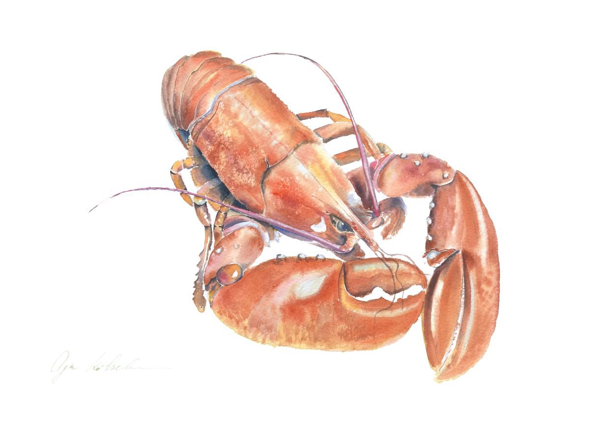 Lobster by Olga Koelsch