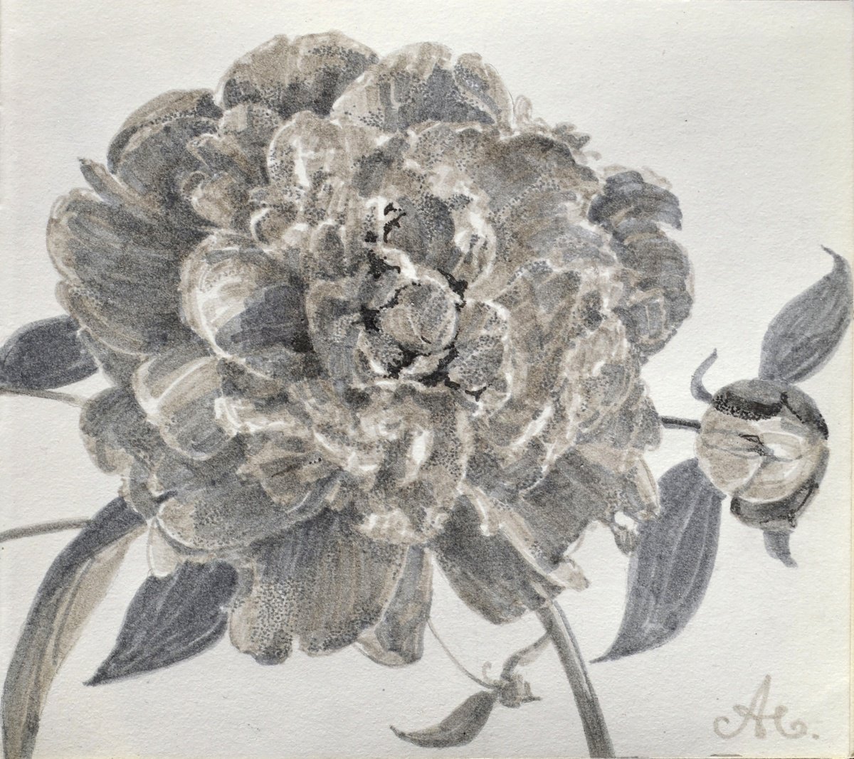 White peony by Victoria Alferonok