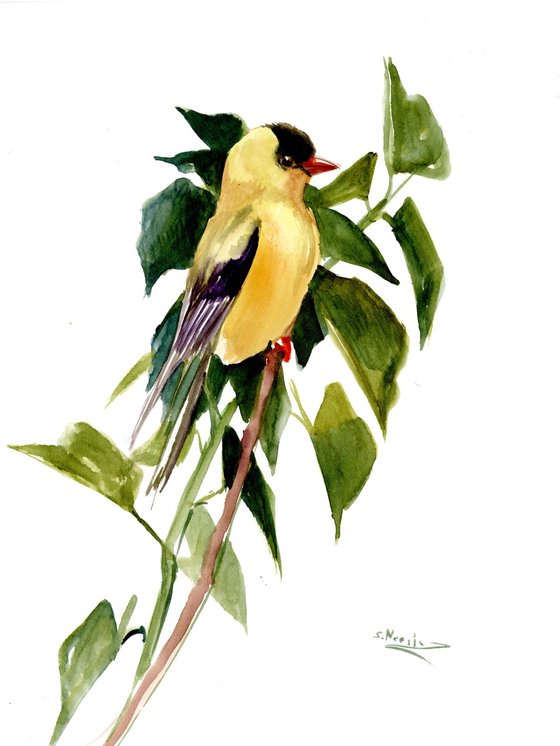 American Goldfinch