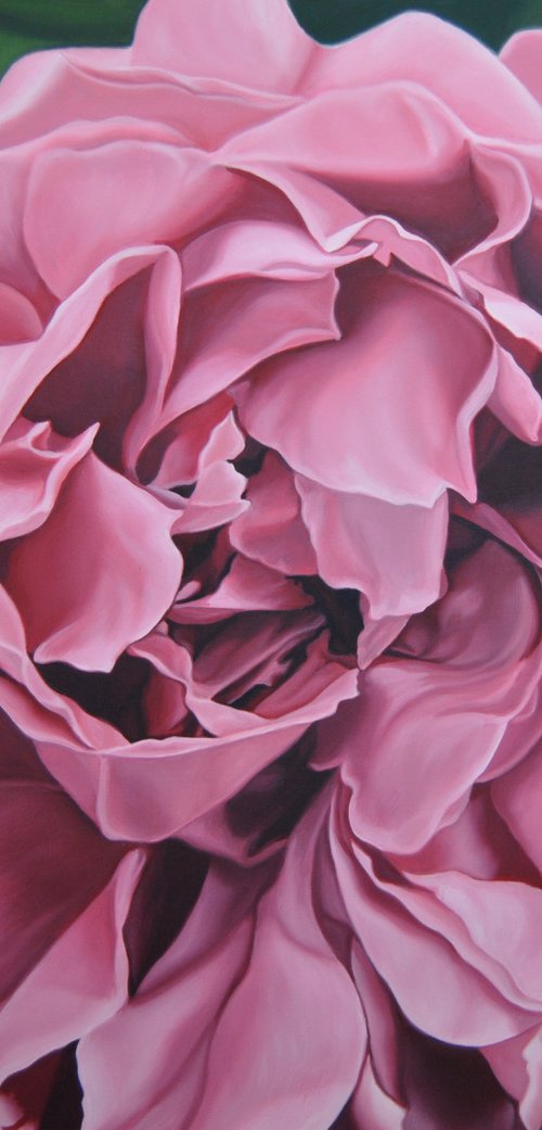 Pink peony by Simona Tsvetkova