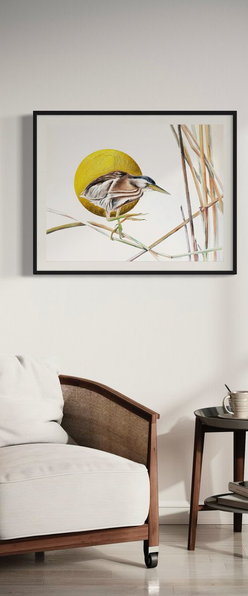 Little Bittern by Julia Gorislavska