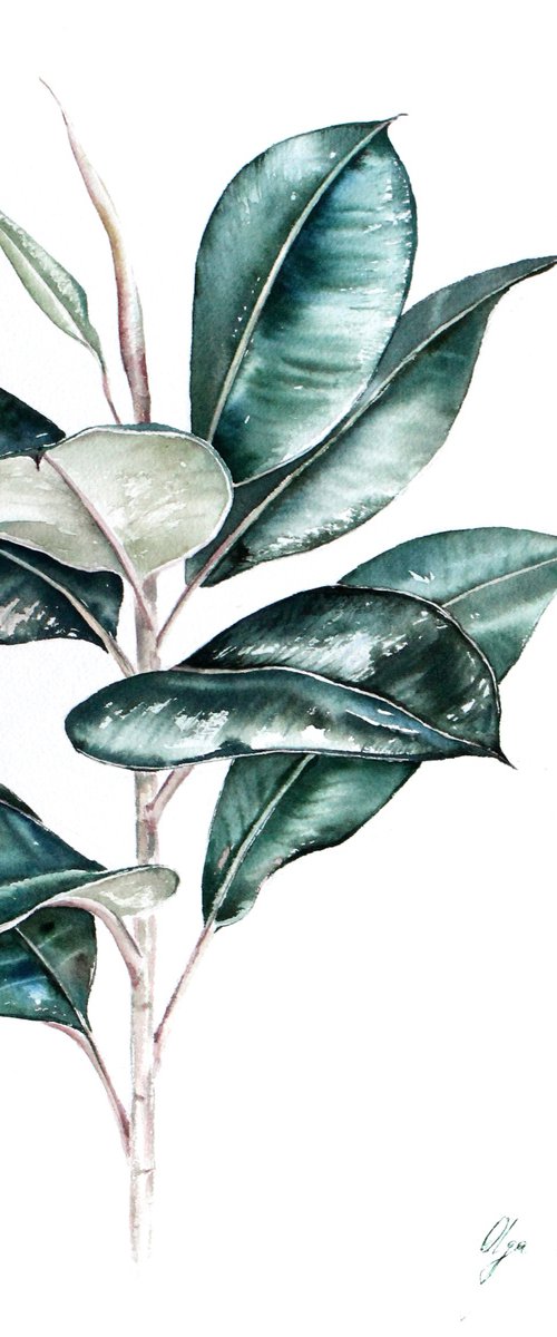 Ficus Elastica Emerald Green by Olga Koelsch