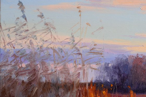 Reeds in the sunset