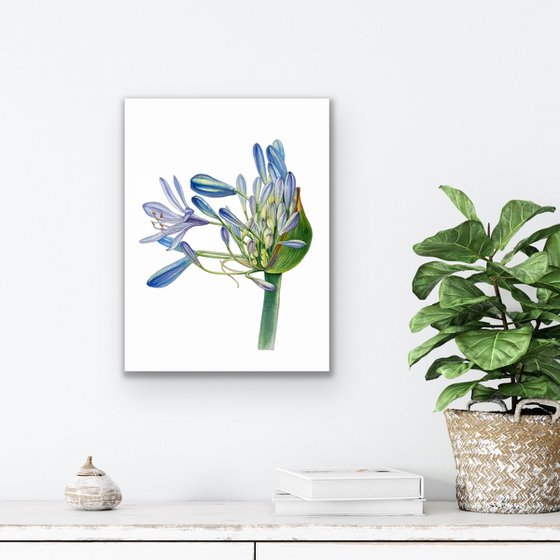 Agapanthus flowers. Original watercolor artwork