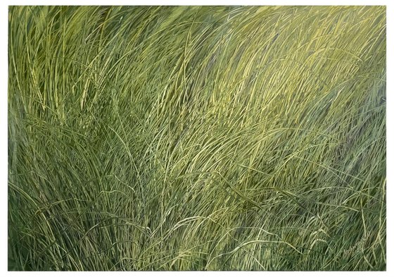 Grass