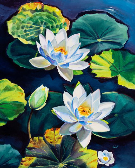 White water lily flowers on a pond