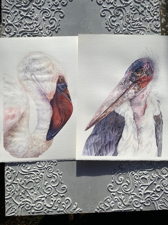 African Marabou stork, bird portrait