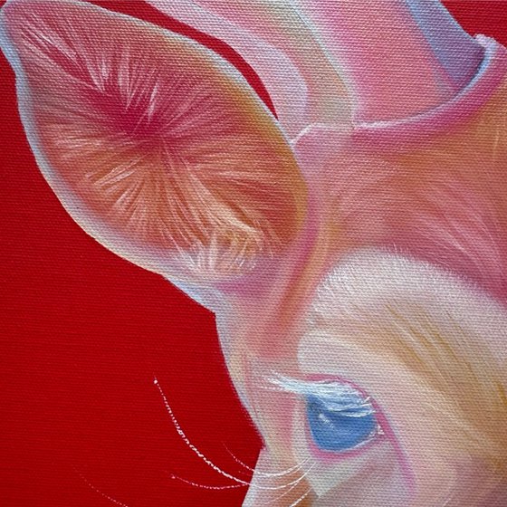 White cow
