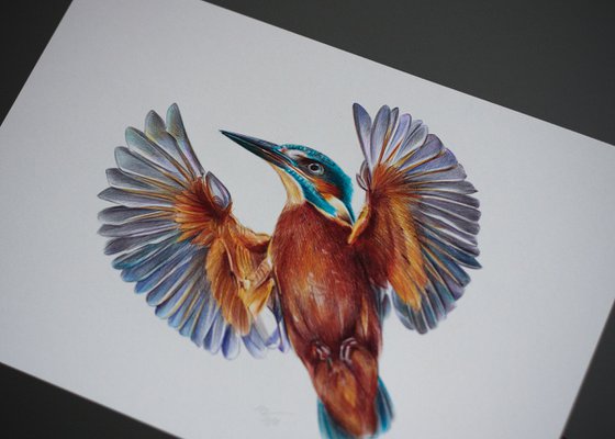 River Kingfisher