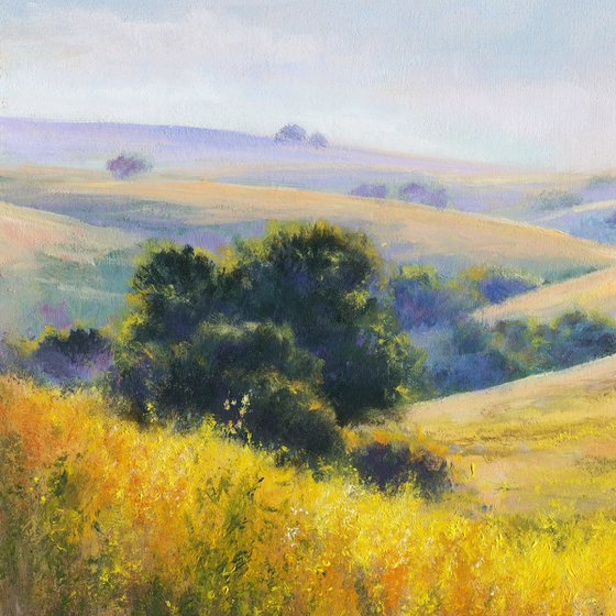 sunny hills with yellow flowers