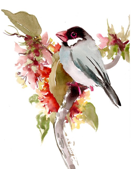 Java Sparrow by Suren Nersisyan