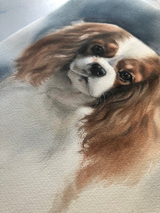 cavalier king charles spaniel