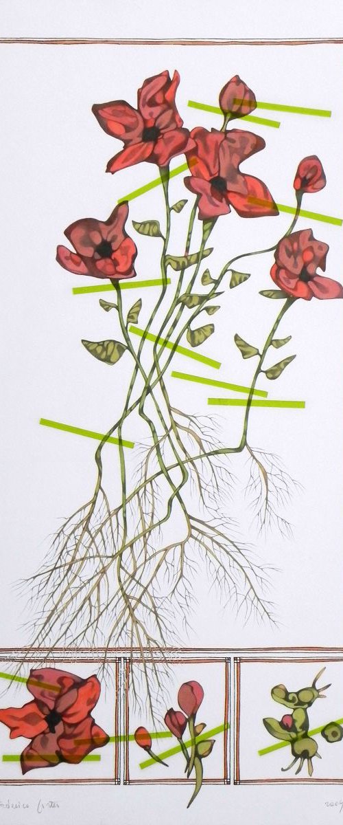 poppies by Federico Cortese