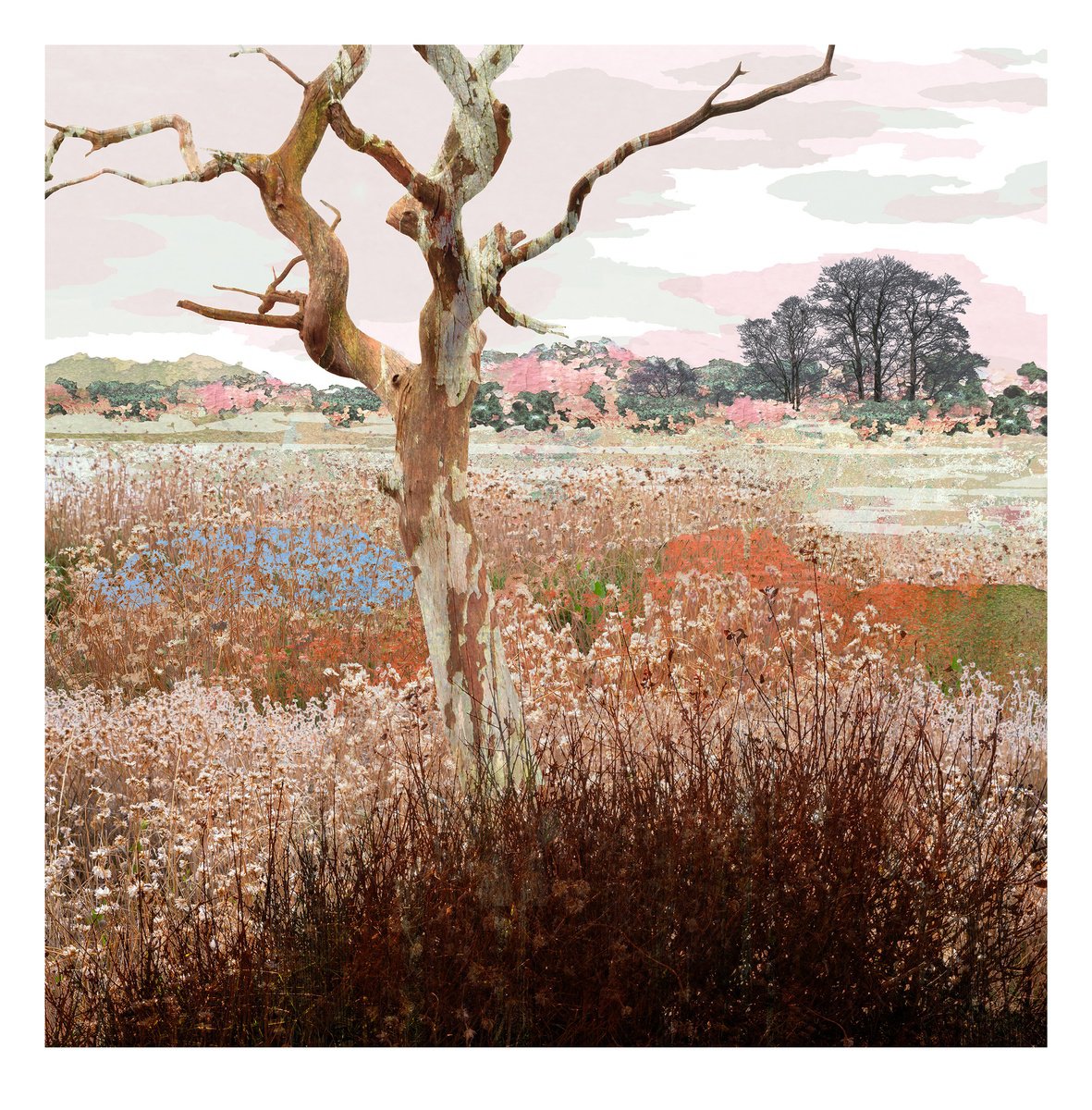 Landscape Photograph By Claire Gill, 24 X 24, The Bare Bones, Original Artwork