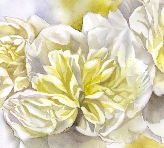 white peonies with yellow
