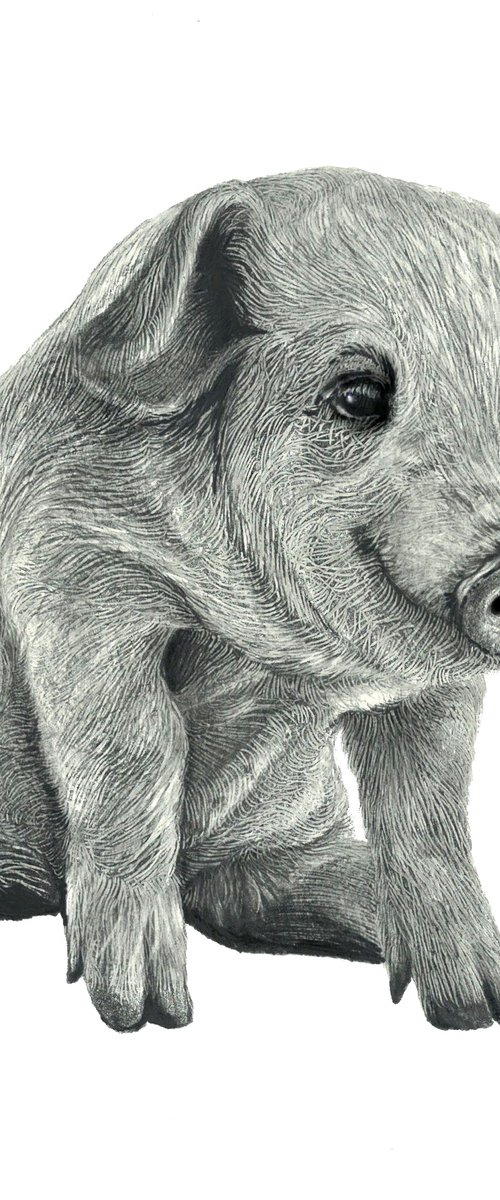 Farm Animals Series - Piggy by Maja Tulimowska - Chmielewska