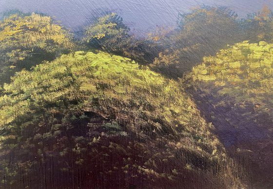 Lavender Fields 1