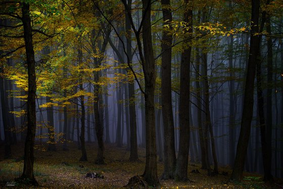 Evening ambient of the wood