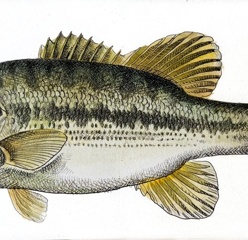 Largemouth bass by Mariana Renteria Garnica