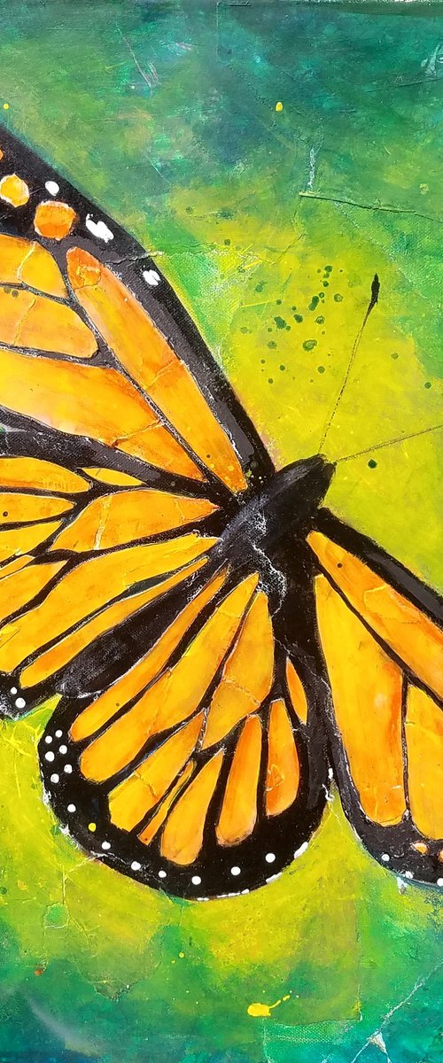Monarch Butterfly by Kevin Blake