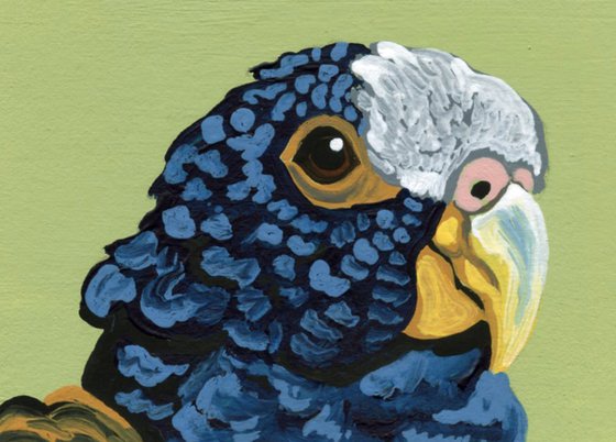 ACEO ATC Original Miniature Painting White Capped Pionus  Parrot Pet Bird Art-Carla Smale