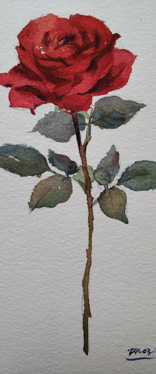 Rose 8 by Jing Chen