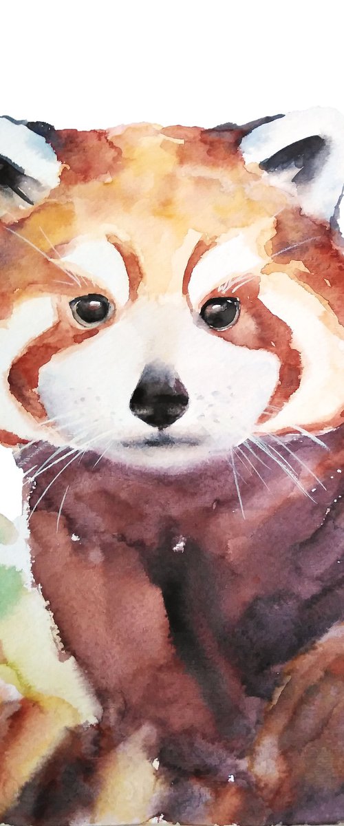 Red panda artwork, watercolor illustration by Tanya Amos