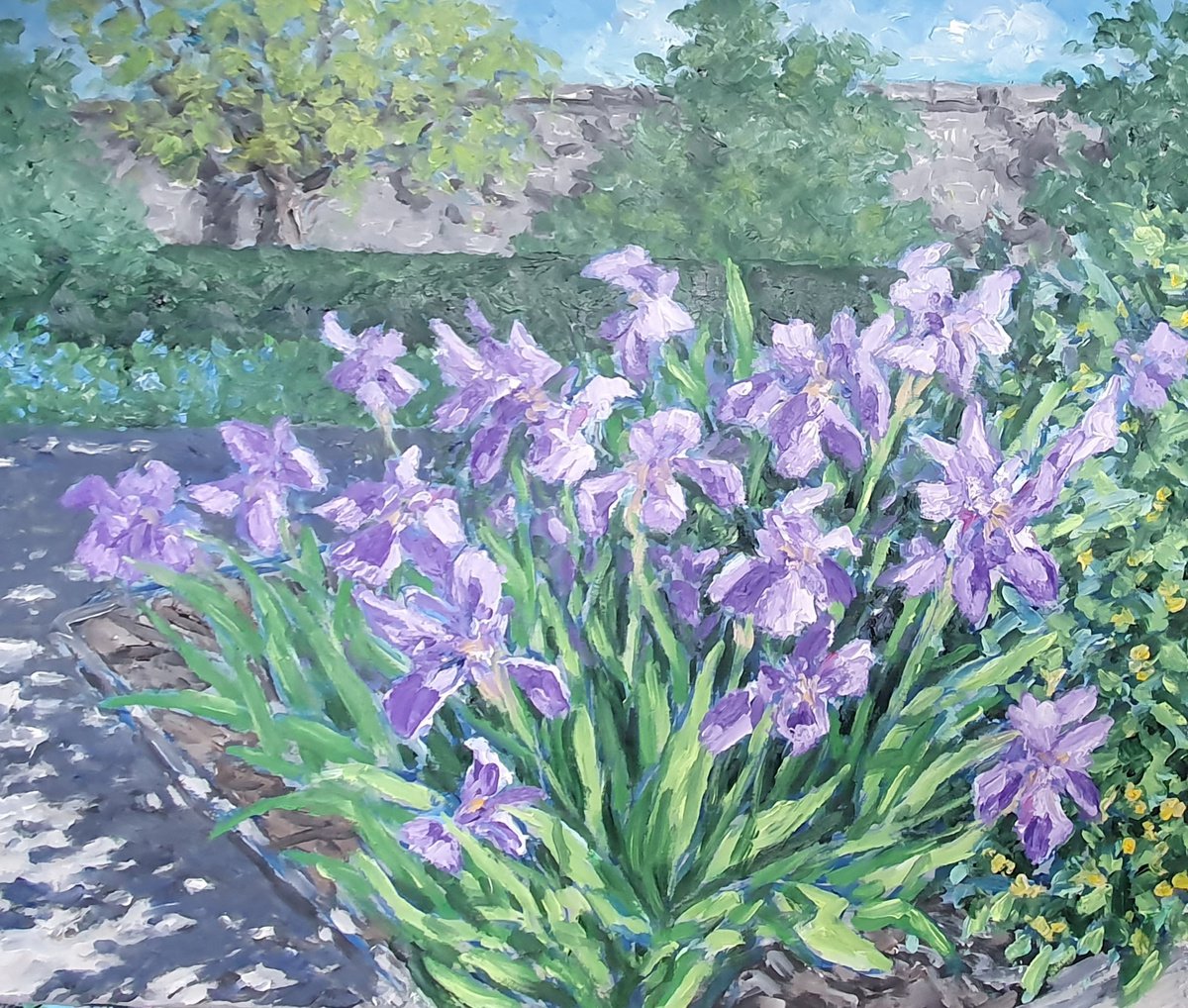 Irises 3 by Colin Ross Jack