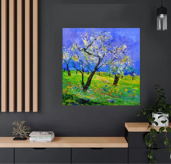 Appletrees in spring