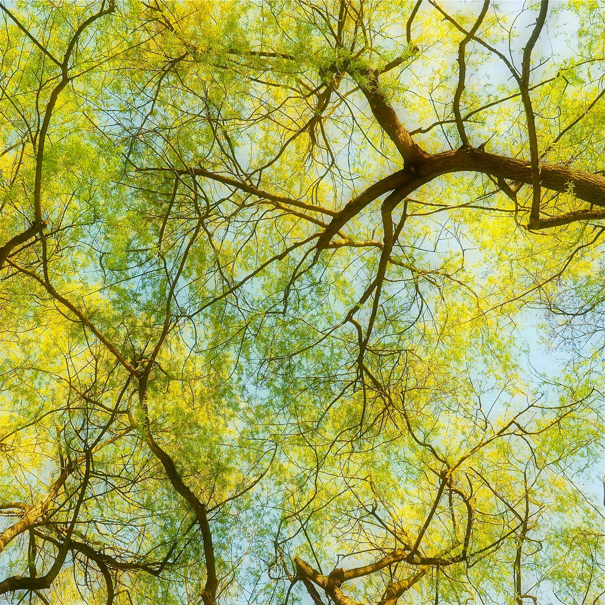 Impressionistic Photograph , Willow Tree Canopy By Alex Cassels, 24 X 24, Artwork For Sale On Artfinder