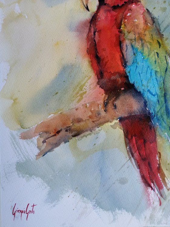 parrot 3