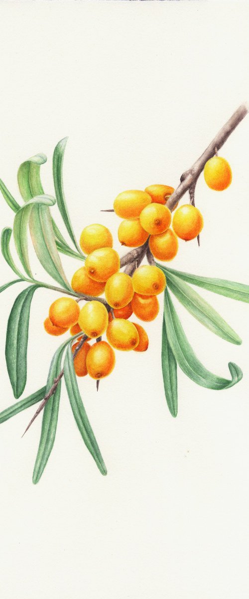 Sea Buckthorn by Alona Hrinchuk