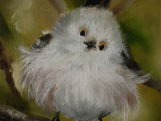 Fluffy white bird