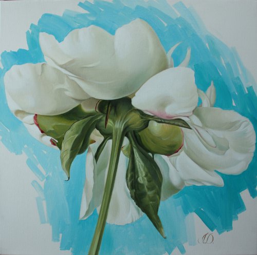 etude. white peony on a bright blue background by Julia Diven