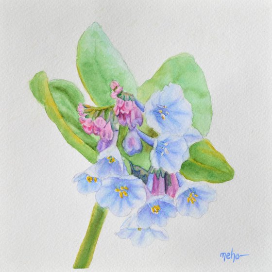 Virginia Bluebell