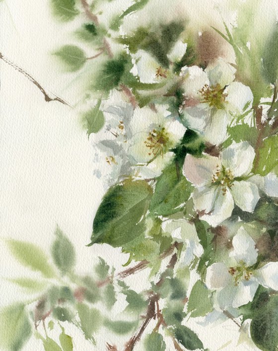 Wild apple tree. Apple blossoms.