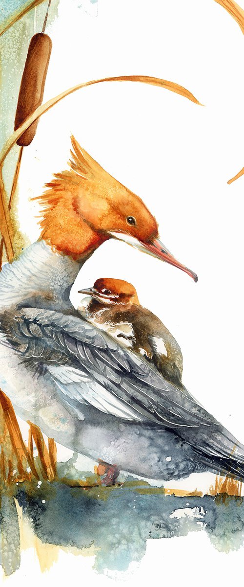 Common merganser by Karolina Kijak