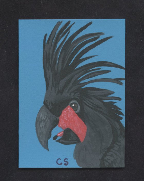 ACEO ATC Original Miniature Painting Black Palm Cockatoo Parrot Bird  Wildlife Art-Carla Smale