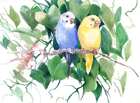 Budgie Parkeet PArrots