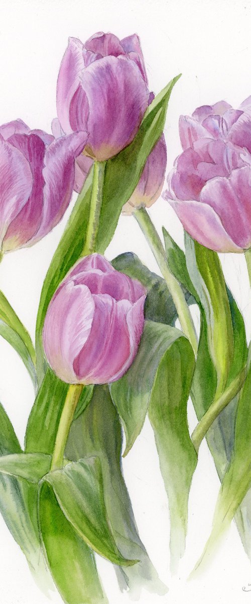 Lilac tulips by Yulia Krasnov