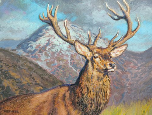 Highland stag by Gabriel Hermida