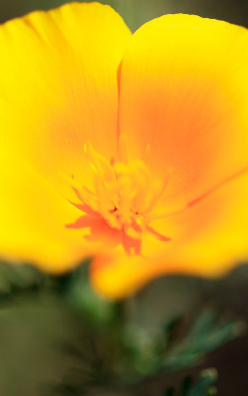 Sunshine by Kevin Cloughley